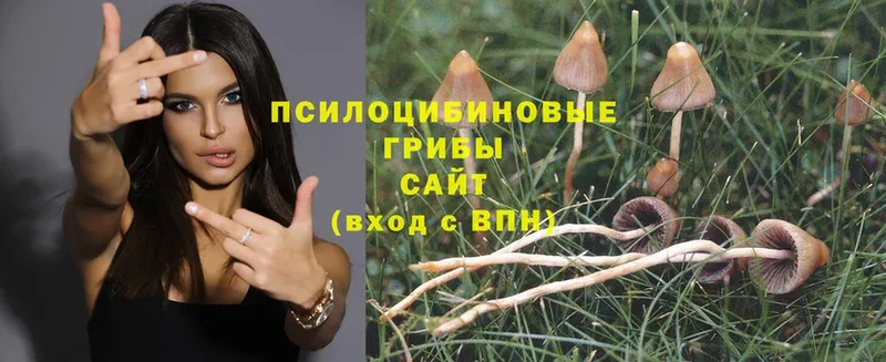 Галлюциногенные грибы Psilocybe  Зима 